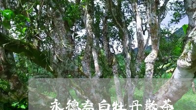 永德益白牡丹散茶/2023090663703