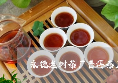 永德老树茶厂普洱茶直播/2023112419359