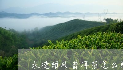 永德雄风普洱茶怎么样/2023062188793