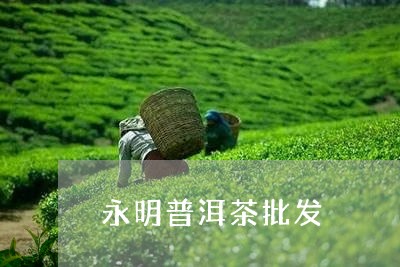 永明普洱茶批发/2023110759380