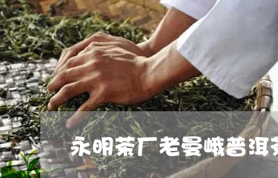 永明茶厂老曼峨普洱茶/2023092850264