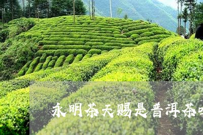 永明茶天赐是普洱茶吗/2023062252616