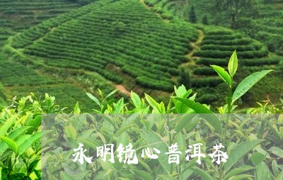 永明镜心普洱茶/2023121771714