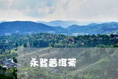 永登普洱茶/2023081835040