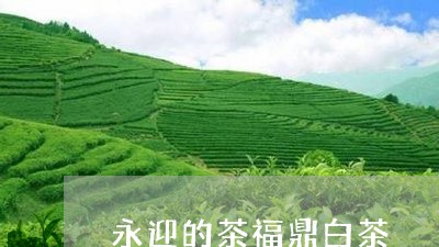 永迎的茶福鼎白茶/2023062209482