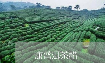 氼康普洱茶醋/2023042980059