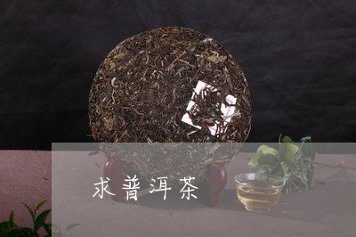 求普洱茶/2023110884260