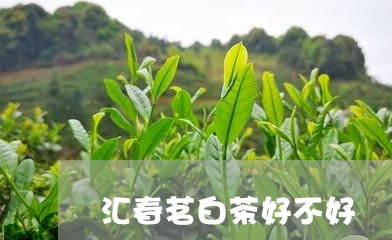 汇春茗白茶好不好/2023062231514