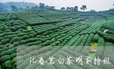 汇春茗白茶明前特级/2023072157481