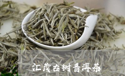 汇茂古树普洱茶/2023101608572