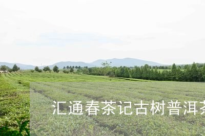 汇通春茶记古树普洱茶/2023072240836