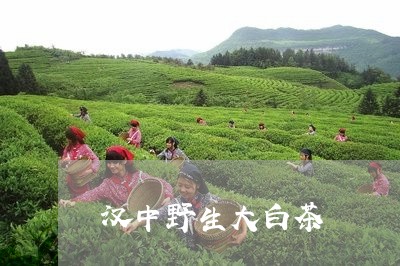 汉中野生大白茶/2023060247169