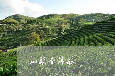 汕头普洱茶/2023090674959