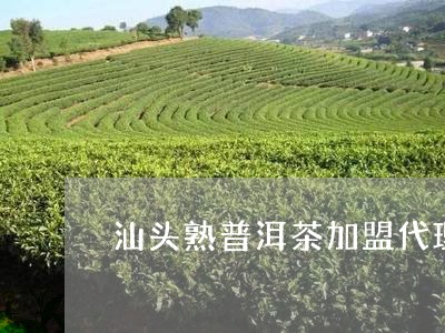 汕头熟普洱茶加盟代理/2023092592795