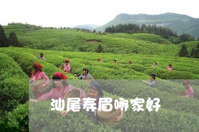 汕尾寿眉哪家好/2023112462818