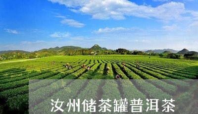 汝州储茶罐普洱茶/2023081618370