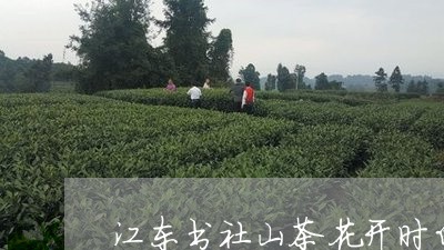 江东书社山茶花开时白茶/2023102726150