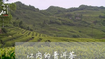 江内的普洱茶/2023042566755