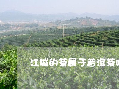 江城的茶属于普洱茶吗/2023080362782