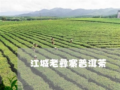 江城老彝寨普洱茶/2023110730602