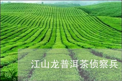 江山龙普洱茶侦察兵/2023062331493