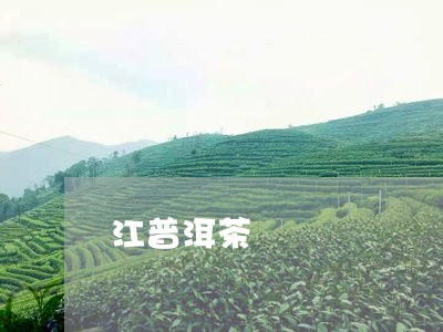 江普洱茶/2023121809403