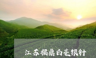 江苏福鼎白毫银针/2023090725270