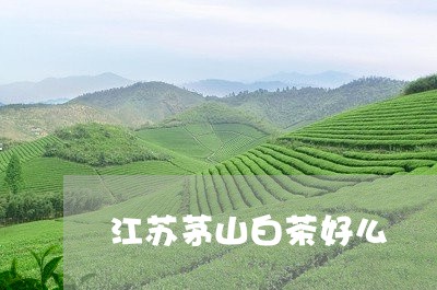 江苏茅山白茶好么/2023062299492