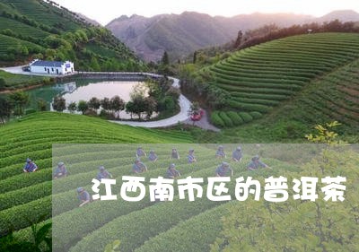 江西南市区的普洱茶/2023092724940