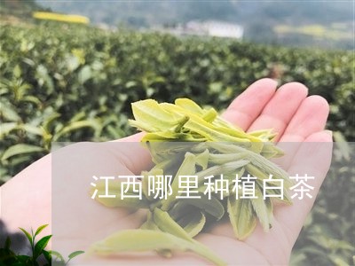 江西哪里种植白茶/2023062216826