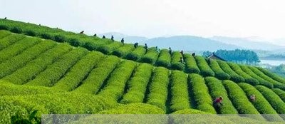 江西庐山盛产的名茶是什么/2023051177379