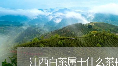 江西白茶属于什么茶种类型的茶/2023111478271