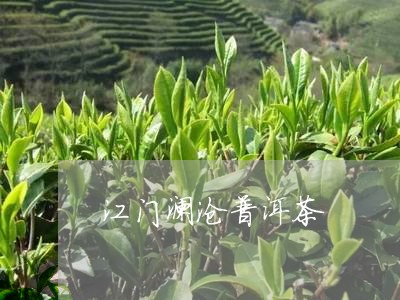 江门澜沧普洱茶/2023102613915