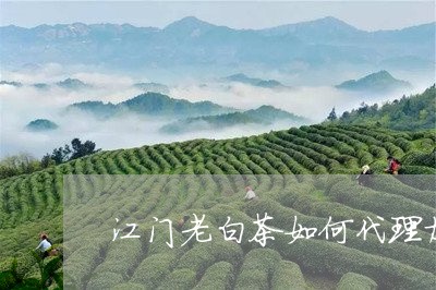 江门老白茶如何代理加盟/2023102718270