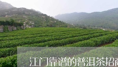 江门靠谱的普洱茶招商/2023092506271