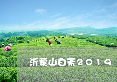 沂蒙山白茶2019/2023121547715