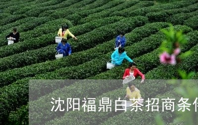 沈阳福鼎白茶招商条件/2023100303835