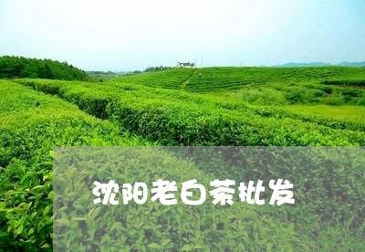 沈阳老白茶批发/2023060318391