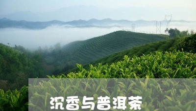 沉香与普洱茶/2023042942739