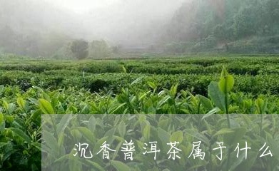 沉香普洱茶属于什么茶/2023120691736