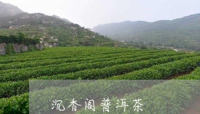 沉香阁普洱茶/2023081884149