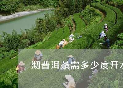 沏普洱茶需多少度开水/2023093056371