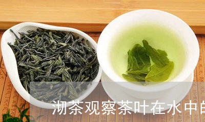 沏茶观察茶叶在水中的变化/2023051247609