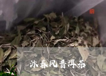 沐春风普洱茶/2023042634813