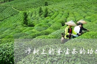 沙树上的寄生茶的功效/2023071661525