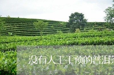 没有人工干预的普洱茶/2023061352916