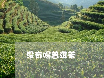 没有喝普洱茶/2023042739035