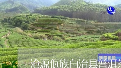 沧源佤族自治县普洱茶/2023073185250