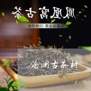 沧澜古茶树/2023090216479