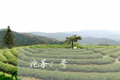 沱茶1号/2023090193937